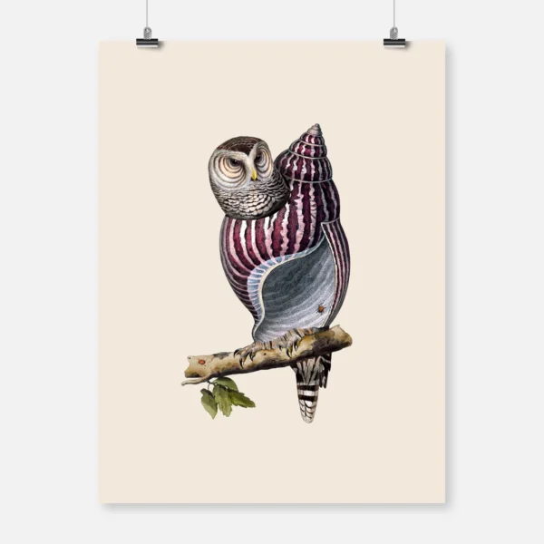 Owl Shell