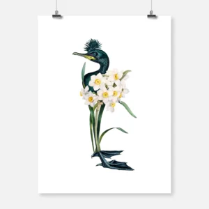 Daffodil Cormorant