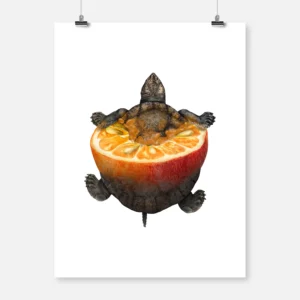 Turtle Orange