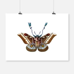 Beetle Moth Transformation 1