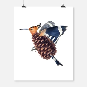 Hoopoe Pinecone