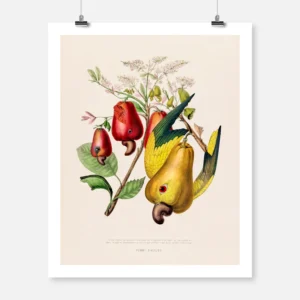 Cashew Parrot Tree