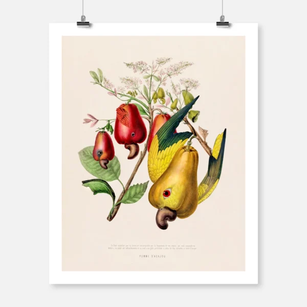 Cashew Parrot Tree
