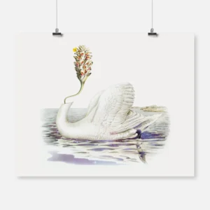 Flower Swan