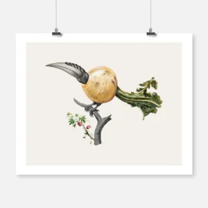 Hornbill Radish