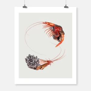 Shrimp Gems
